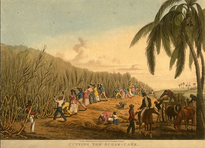 Récolte de canna à sucre à saint Domingue
